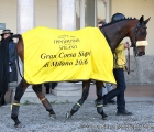 Anaking con la coperta del vincitore della Gran Corsa Siepi di Milano (G1)