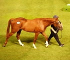 lot-45-the-sale-topping-curlin-colt-sold-by-powerstown-stud-to-mohammed-al-subousi-dubai-23-03-2022