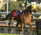 Toronto On.September 18, 2021.Woodbine Racetrack.Jockey Daisuke Fukumoto guides Town Cruise to victory in the $1,000,000 dollar Ricoh Woodbine Mile.Town Cruise is owned and trained by Brandon Greer.Woodbine/ Michael Burns Photo