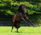 Coolmore-stallion-no-nay-never