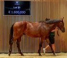 lot 21, €1,6 million for a son of Shamardal out of Lady Frankel, Arqana Augus sale 14 08 2022