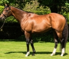 churchill-stallion