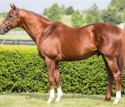 collected-stallion-usa