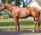 gun-runner-stallion-usa