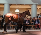 downtown-lot-18-arqana-the-arc-sale