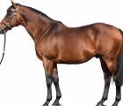 dubawi-stallion