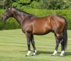 frankel-stallion