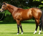 gleneagles-stallion-uk