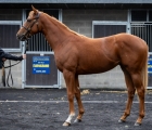 Goffs, LOT 415A  ST MARK’S BASILICA half-sister to Listed winner Flaming Princess whose dam is a half-sister to the multiple Group winning filly Hawksmoor.