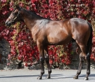 Goffs, LOT 5A  WOOTTON BASSETT colt, a brother to a Stakes winner, out of the Listed winner and G2 placed Oasis Dream mare Thai Haku.  Consigned by Marlhill House Stud.