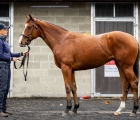 goffs-lot-81a-siyouni-filly-from-the-family-of-the-multiple-classic-winning-champion-filly-finsceal-beo-consigned-by-al-eile-stud