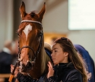 kaadi-lot-47-arqana-the-arc-sale