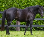 wootton-bassett-stallion