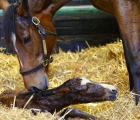 Enable è diventata mamma Nato il primo foal, un maschio da Kingman, UK, 12 02 2022