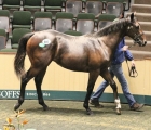 Magna Grecia Colt Tops Final Day Of Record Sportsman’s Sale, Goffs 01 10 2022