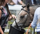 havana-grey-gets-a-well-earned-drink-following-his-victory-in-the-sapphire-stakes-g2