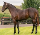 Lot 62 – More Than Ready (USA) x Materiality colt