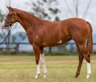 Lot 90 – Star Turn x Mistica More filly