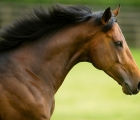 Ribchester stallion