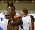 qatar-horse-show-for-local-2024