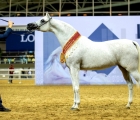 qatar-horse-show-for-local-award-2024