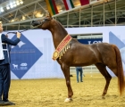 qatar-horse-show-for-local-award 2024