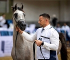 qatar-horse-show-for-local-exhibition-2024