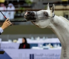 qatar-horse-show-for-local-final-2024