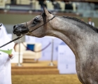 qatar-horse-show-for-local-the-winner-2024