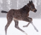 Puledro foal del Coolmore