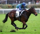 Prix Georges Courtois Gr.II  Le patron s’appelle Diamond Carl