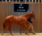 lot-235-c-showcasing-x-vivid-dream-arqana-23-10-2024