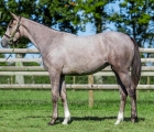 lot-535-f-toronado-x-velocite-arqana-day-4-25-10-2024