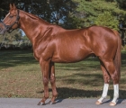 stallion-curlin-usa