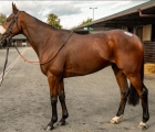 The Olly Murphy trained Bowling Buddy topped today’s sale – selling for £58,000. Goffs 23 10 2024